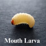 Understanding Mouth Larva