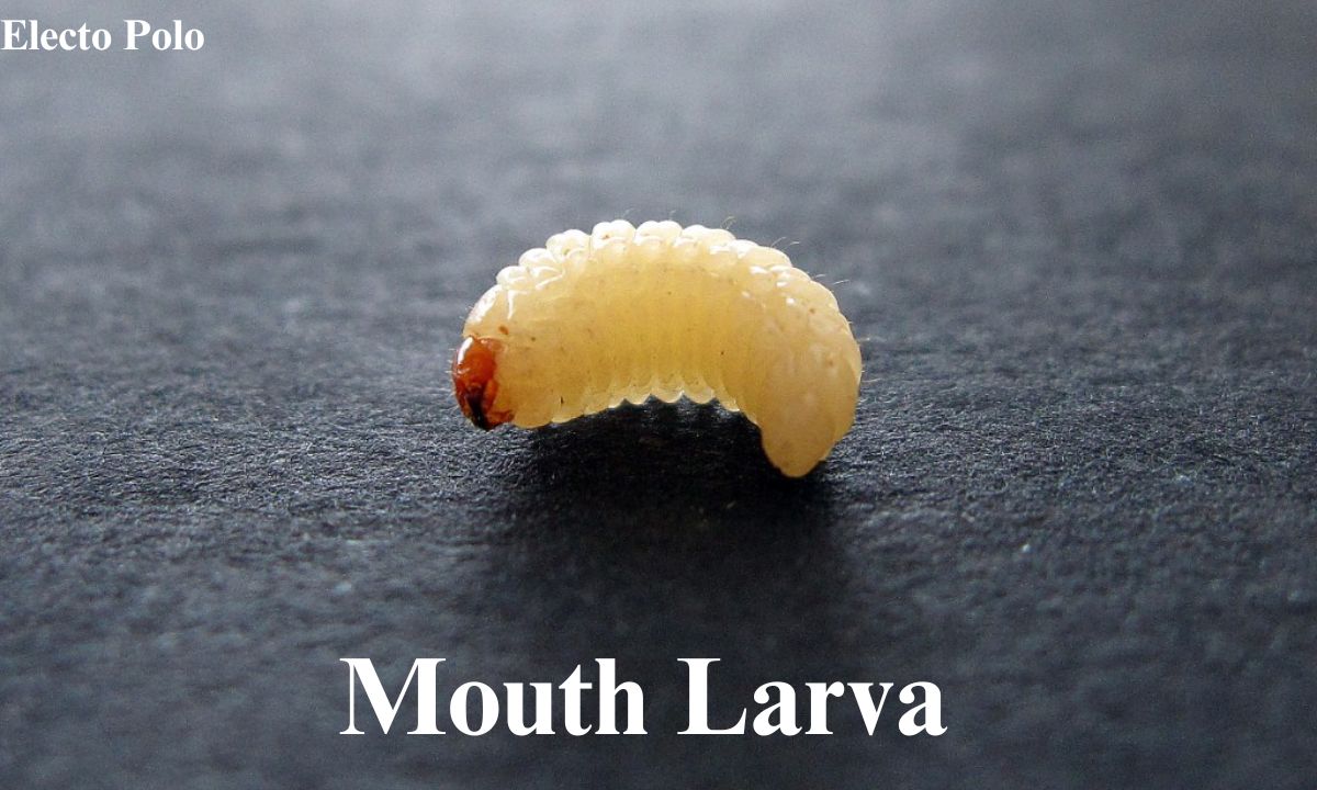 Understanding Mouth Larva